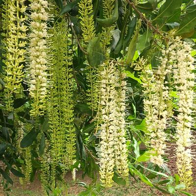 Macadamia tree flower