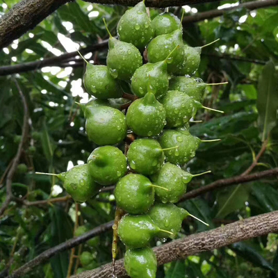 Macadamia &nbsp;green peel fruit