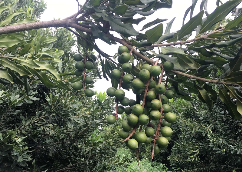 夏威夷（澳洲坚果）青皮果实 (2).jpg