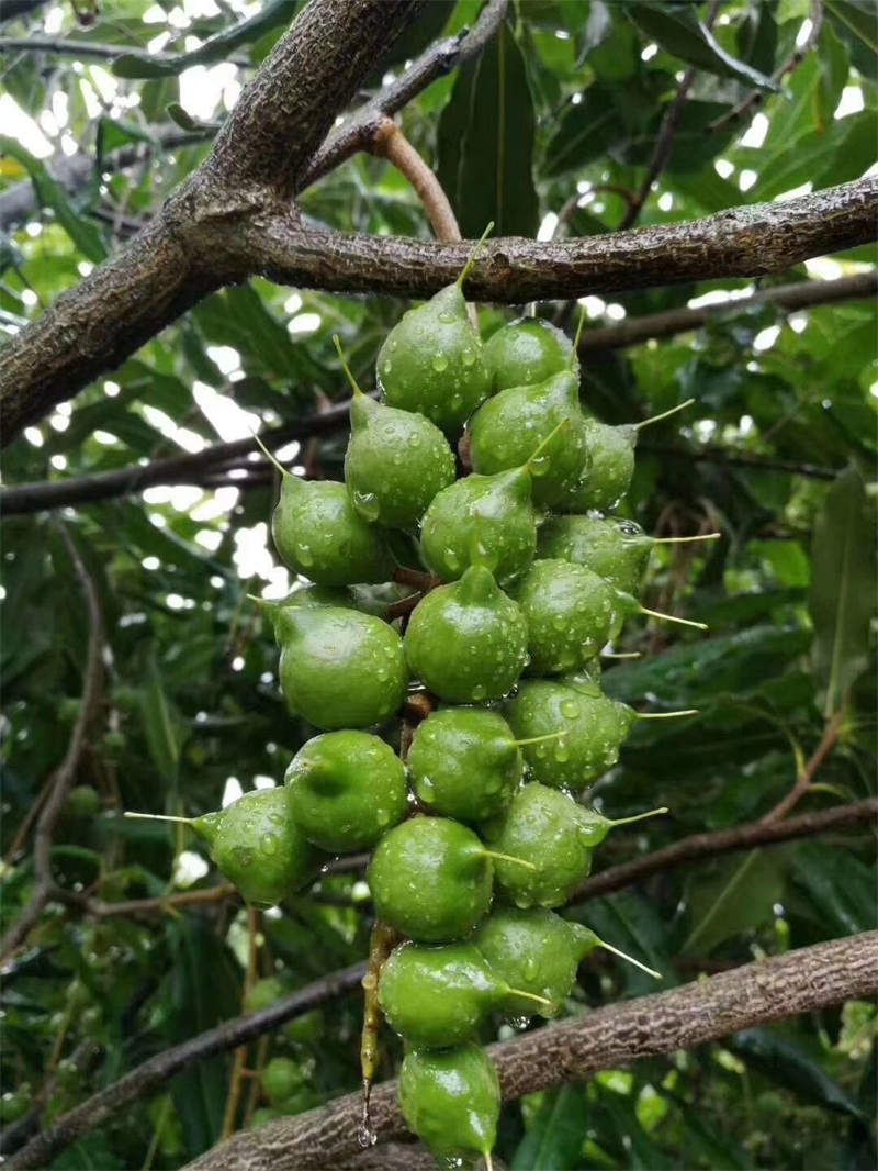 夏威夷（澳洲坚果）青皮果实 (3).jpg