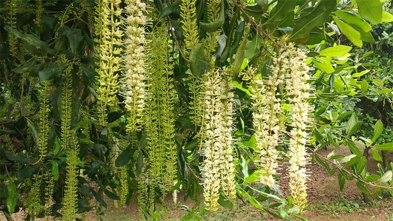 夏威夷果(澳洲坚果)树花 - 广东果缘农业科技有限公司